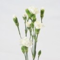 Dianthus Tr Select Ibis White Multiflora