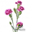 Dianthus Tr Select Juliana Multiflora