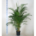 Areca Chrysalidocarpus Lutes. 27/180