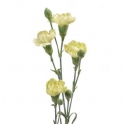 Dianthus Tr Select Brocoli Multiflora