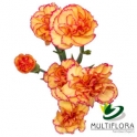 Dianthus Tr Select Kelly Multiflora