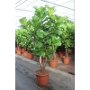 Ficus Lyrata Branched 50/240            