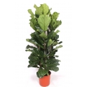 Ficus Lyrata 3PP 34/180
