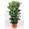 Ficus Lyrata 5PP 45/170