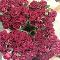 Rubicon 50 róża gałązkowa