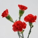 Dianthus Tr Select Aragon Multiflora