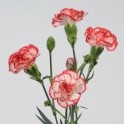 Dianthus Tr Select Minuetto Multiflora
