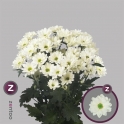 Prosecco Chryzantema 70cm 75gr