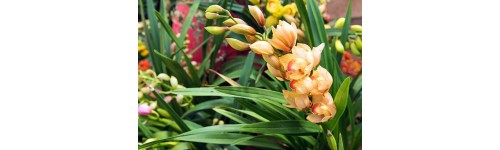 Orchidea , Cymbidium , Vanda